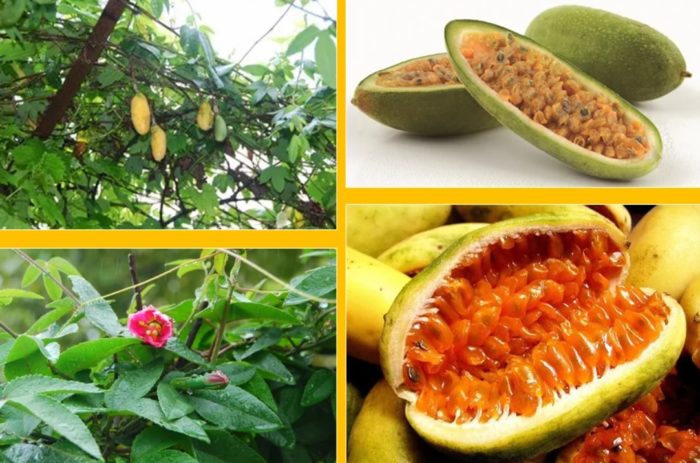 Плодове куруба на дървото и в напречно сечение