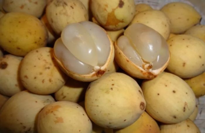 Плодове Лангсат