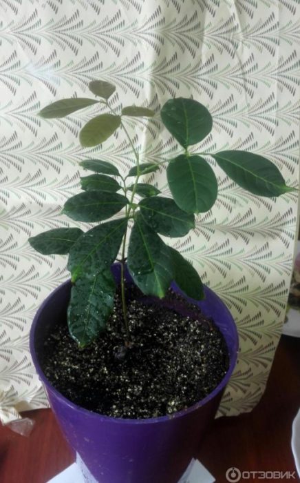 Лонганско дърво в саксия