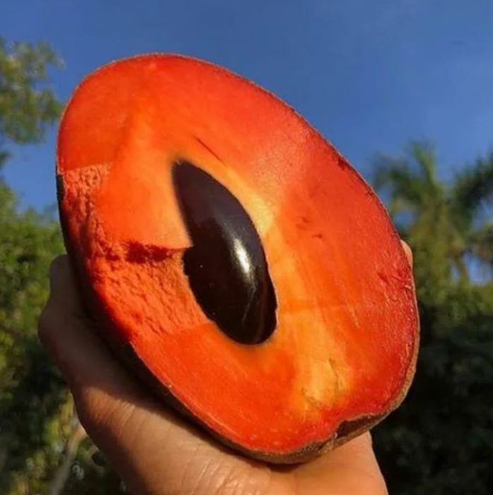 Плодове Мамея