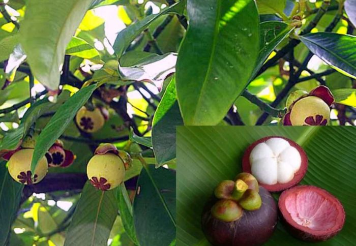 Плод на мангостан на дървото и в напречно сечение