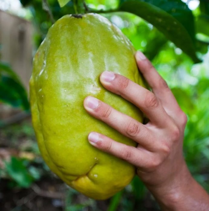 Гигантски маракуя