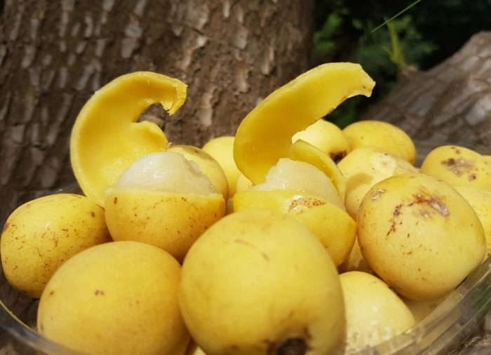 Плодове на марула