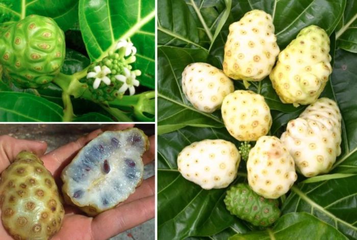 Плодове нони