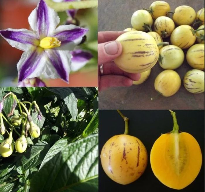 Пепино плод, дърво и цвете