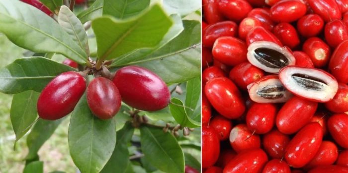 Путерия дава плодове на клон и в разрез