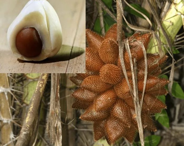 Плодове Салак