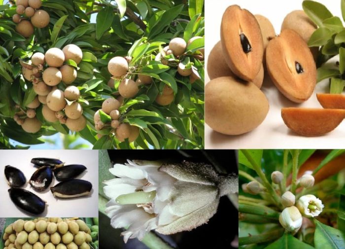 Саподила дърво, плодове и цветя