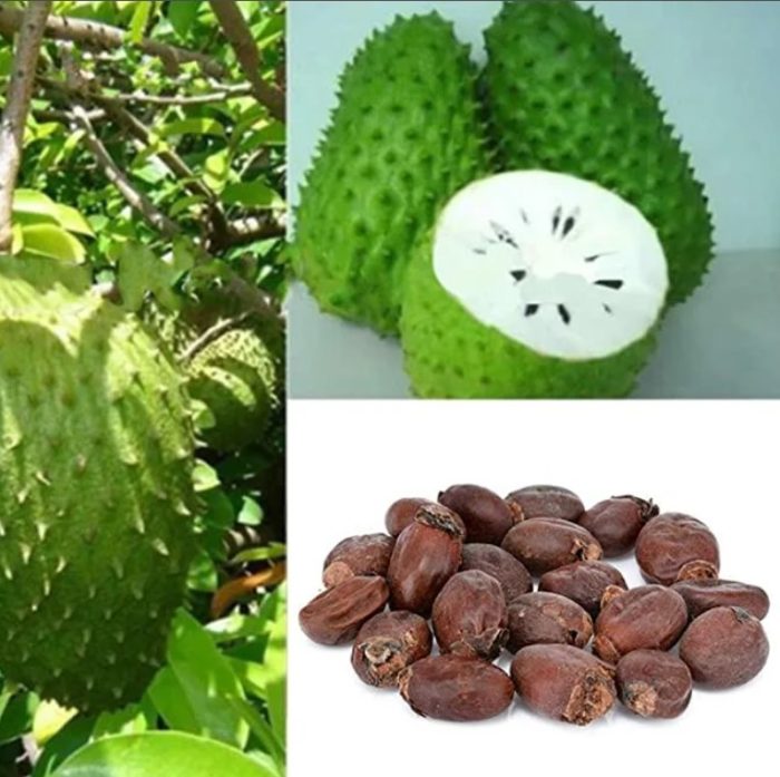 Дървото, плодовете и семената на дървото саурсоп