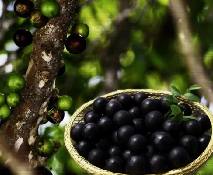 Плодове и дърво Жаботикаба