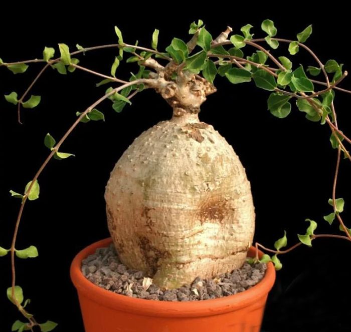 Растение със сгъстяване