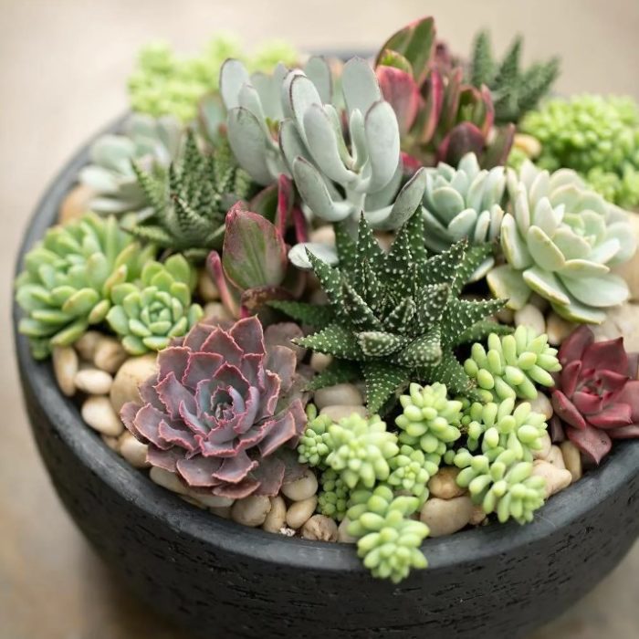 Сукуленти в саксии