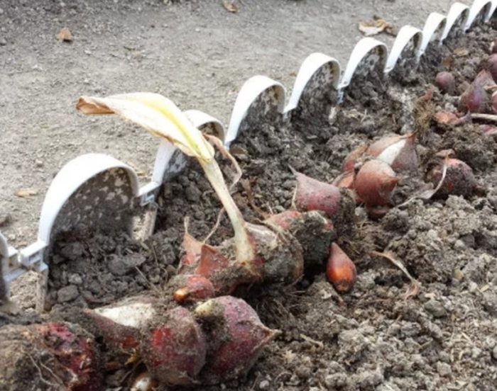 Изкопаване на лалета