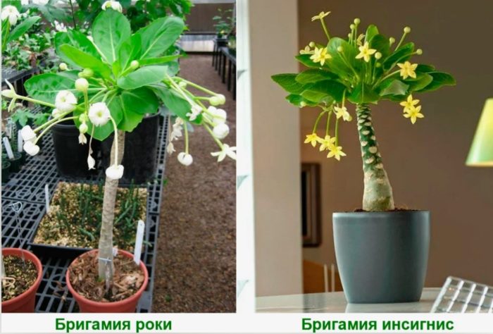 Бригамия два вида