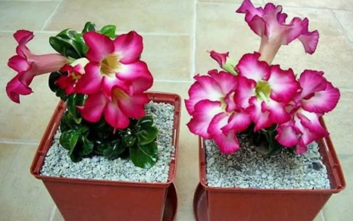 Мини адениум