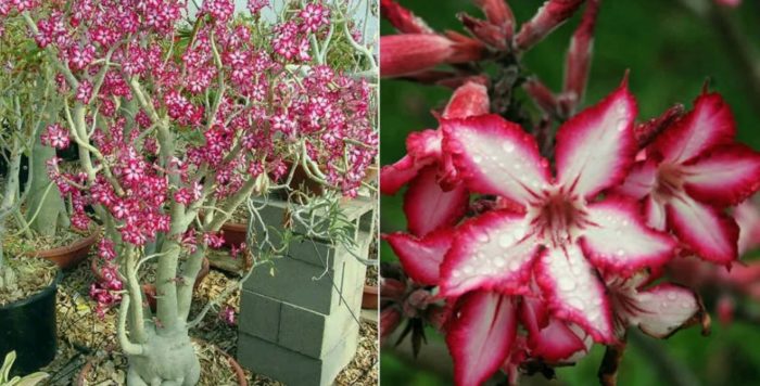 Многоцветен адениум