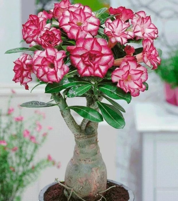 Адениум обесум