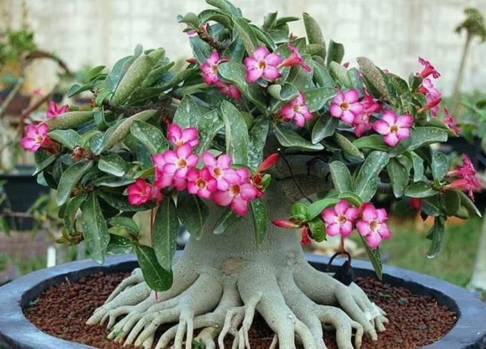 Адениум сокотранум