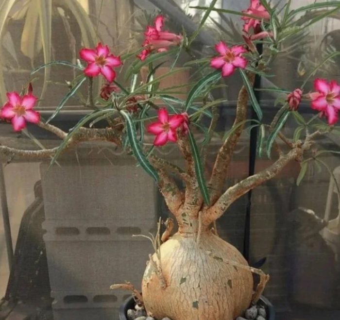 Сомалийски адениум