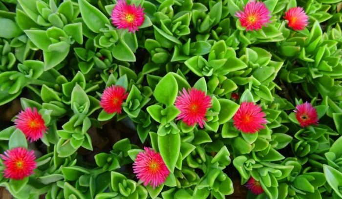 Сукулентна аптения