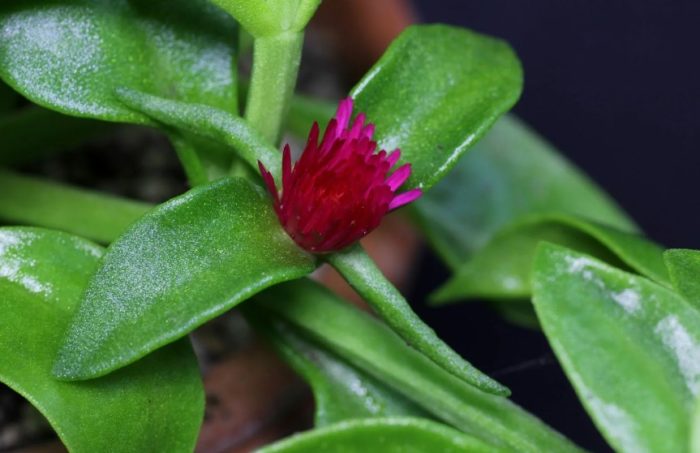 Ланцетовидна аптения