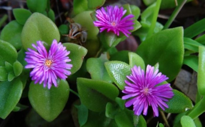 Аптения сукулент