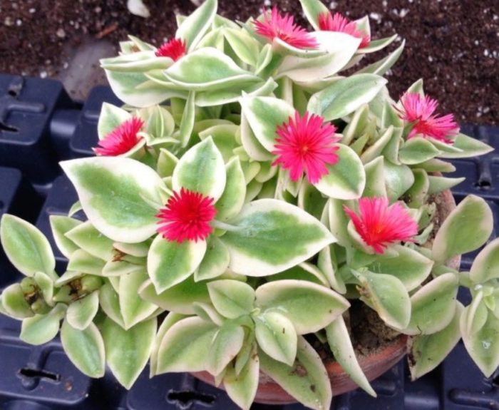 Аптения веригегат