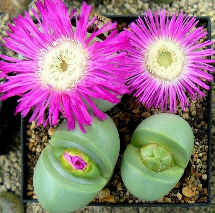 Аргиродерма овата