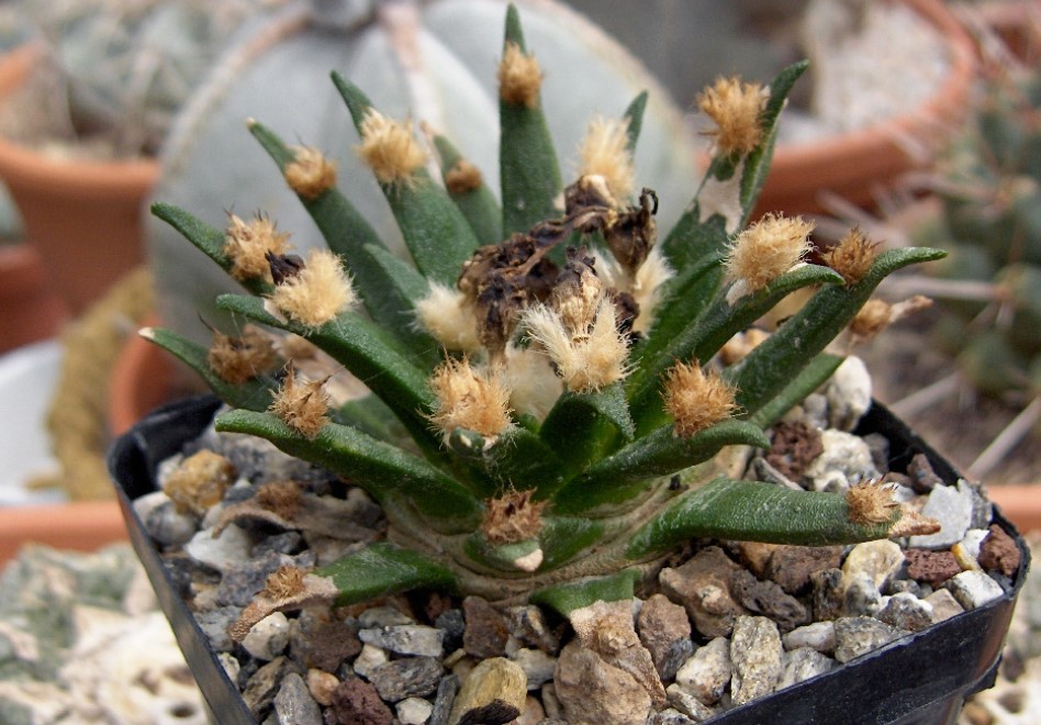 Ариокарпус агавоидес