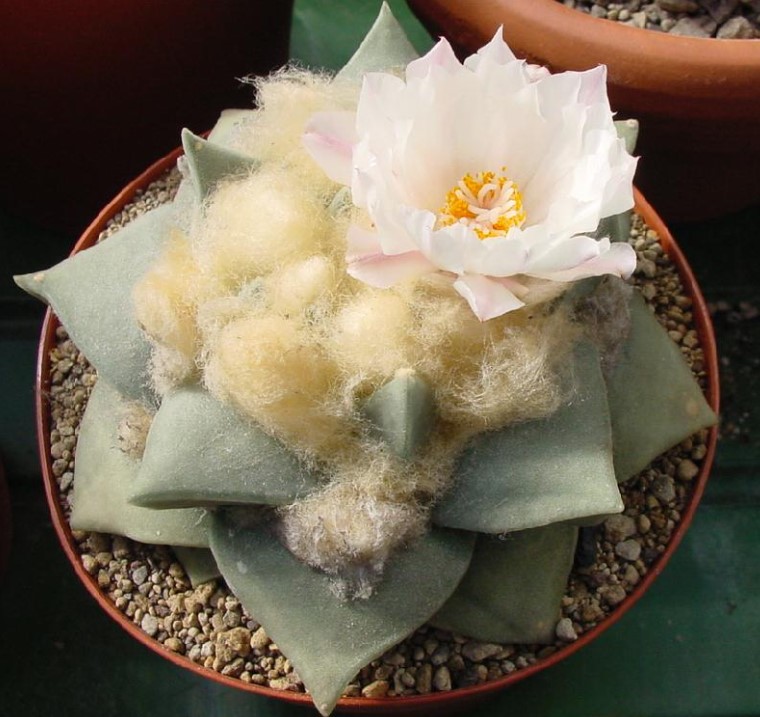 Ариокарпус обтуза