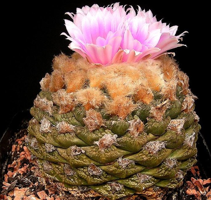 Ариокарпус, разтварящ се