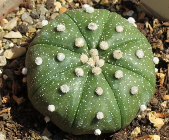 Астрофитум астериас