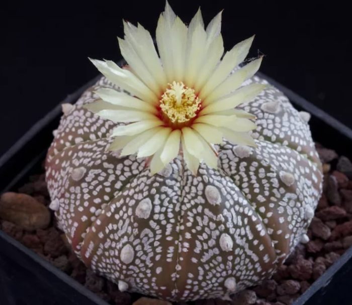 Астериас Супер Кабуто