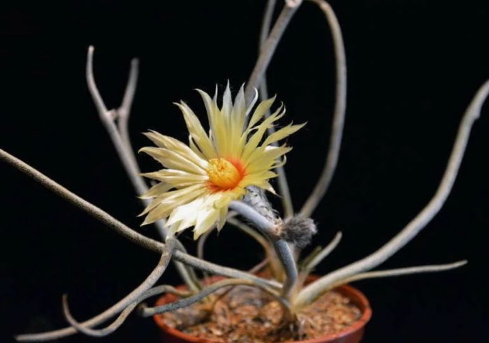 Астрофитум капитулум медуза