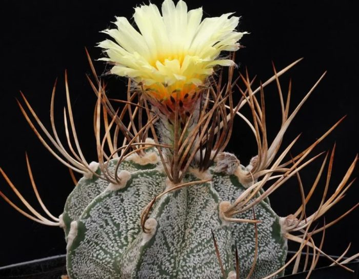 Астрофитум capricornum