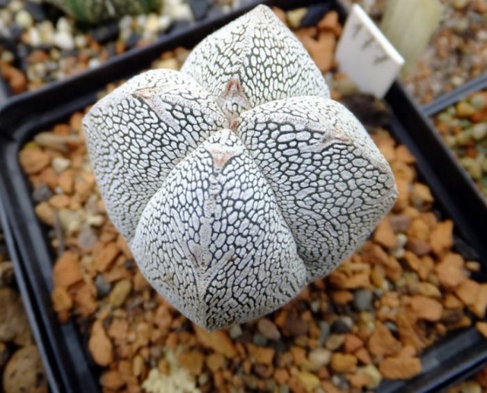 Пъстрият астрофитум