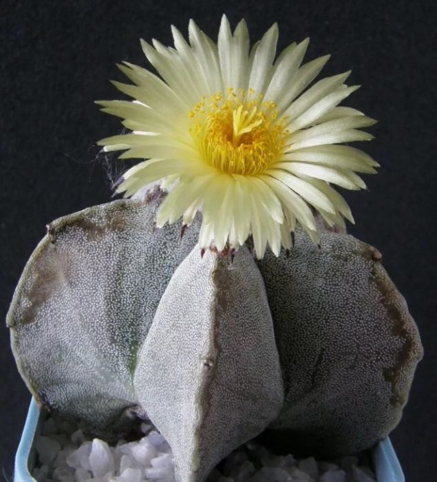 Астрофитум полистигма