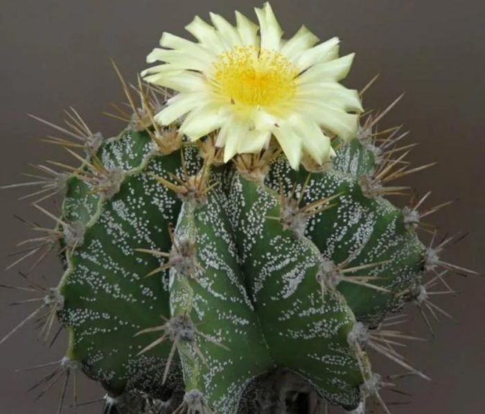 Орнатум астрофитум