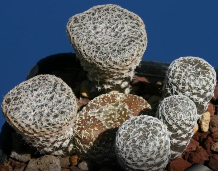 Аустроцилиндропунция clavaceae