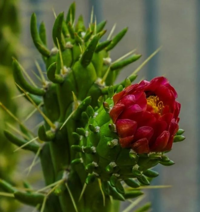 Цилиндрична австроцилиндропунция