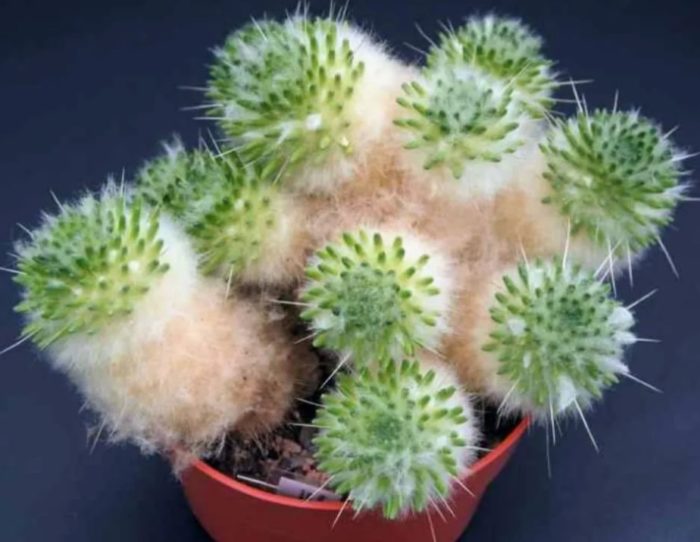 Аустроцилиндропунция Лагопус