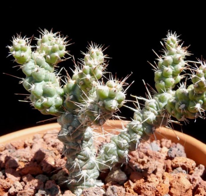 Аустроцилиндропунция Шафери