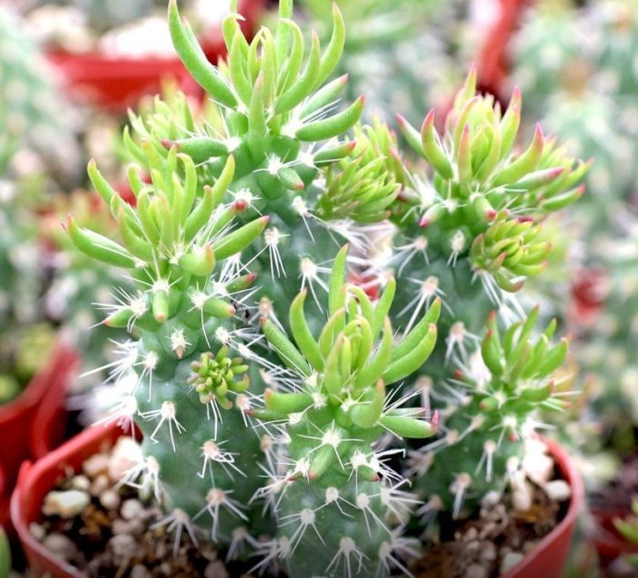 Шиловидната австроцилиндропунция