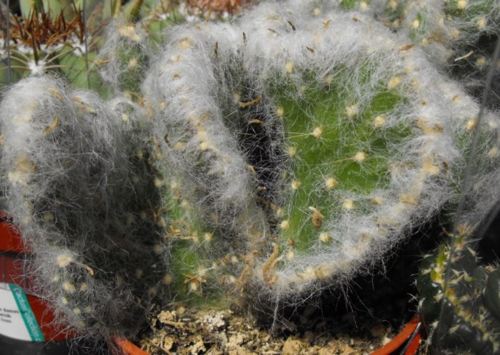 Аустроцилиндропунция Вестита