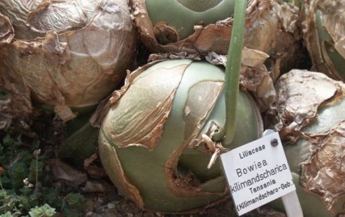 Бовиея Килиманджарика