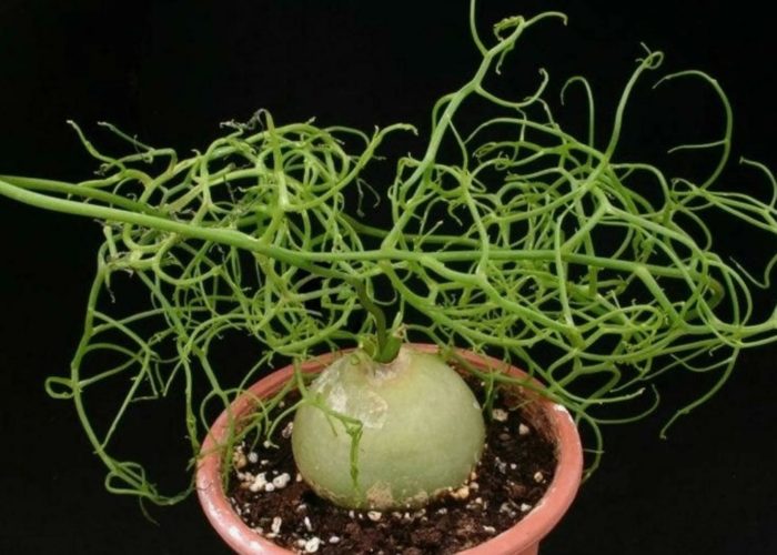 Катерене по бовия