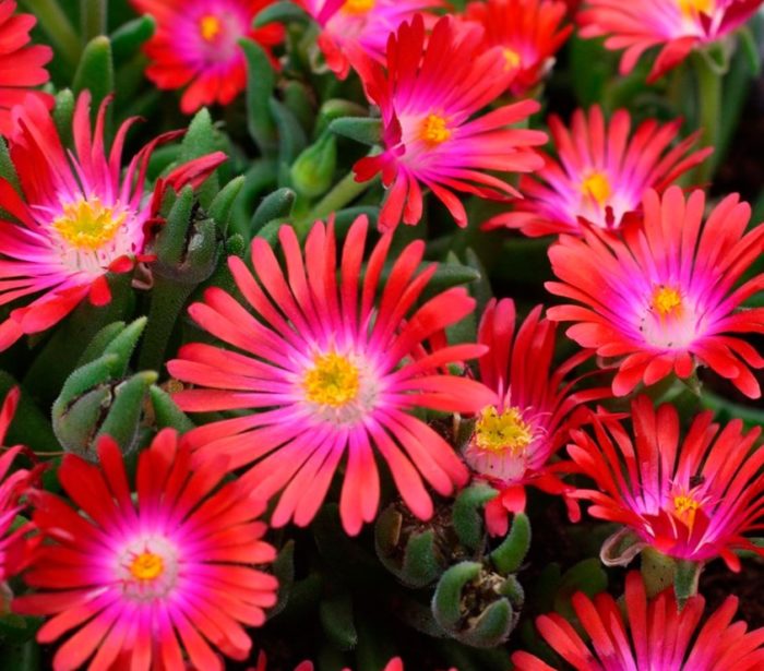 Перлена Делосперма