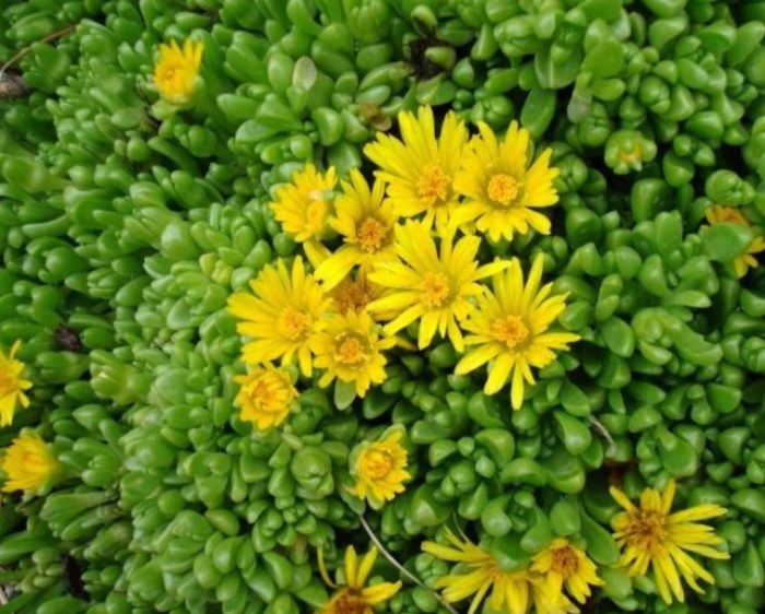 Делосперма облачна