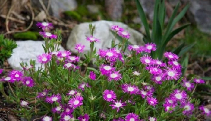 Обилно цъфтяща Делосперма