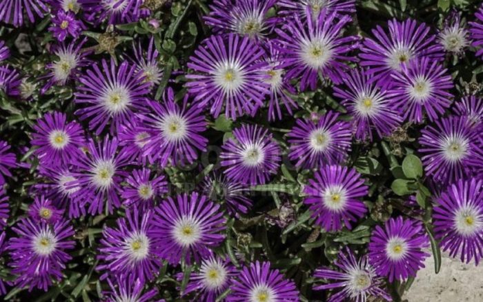 Звезден прах